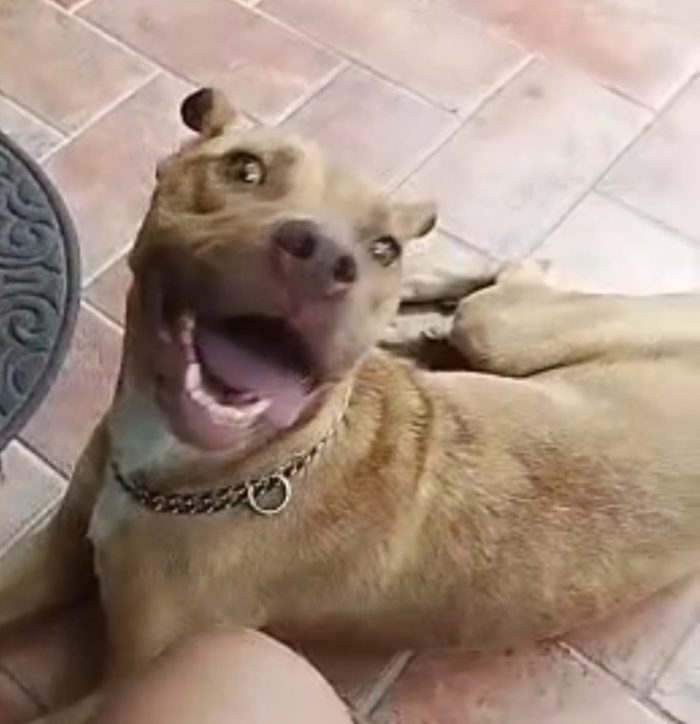 Tecla Pitbull Red Nose 2anni e 1/2 buona e sfortunata.PROV VARESE - media 6