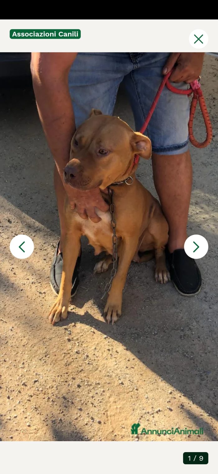 Tecla Pitbull Red Nose 2anni e 1/2 buona e sfortunata.PROV VARESE - media 7