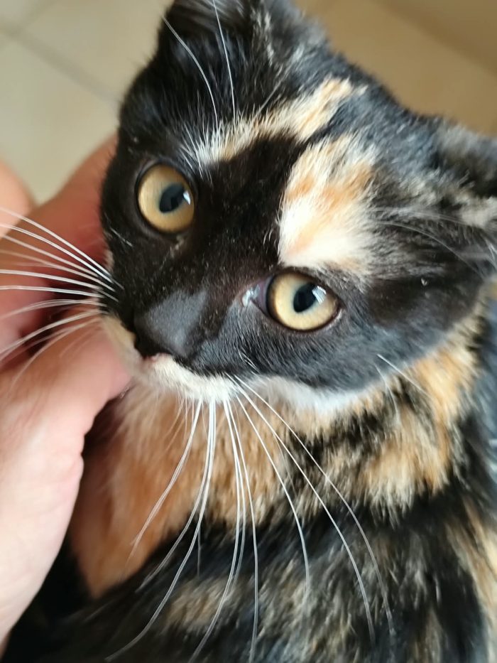Jenny la trattorina