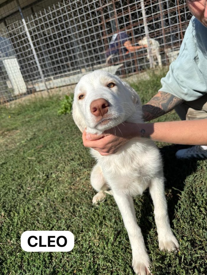 Cuccioli di taglia grande da salvare