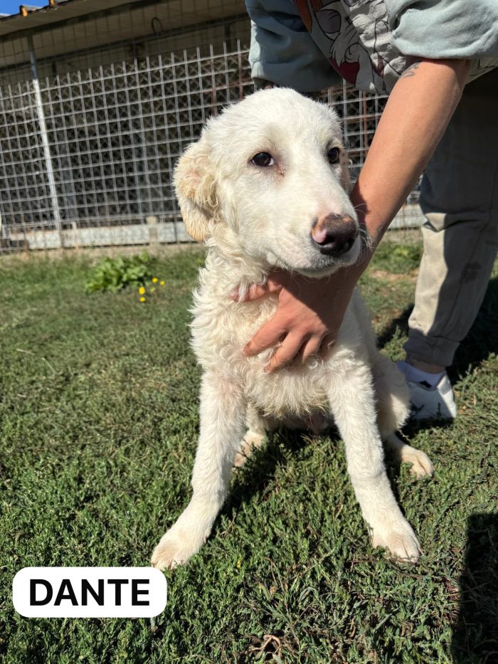 Cuccioli di taglia grande da salvare - media 4
