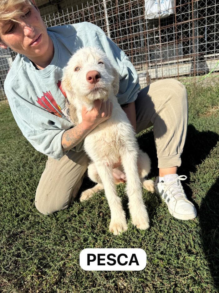Cuccioli di taglia grande da salvare - media 5