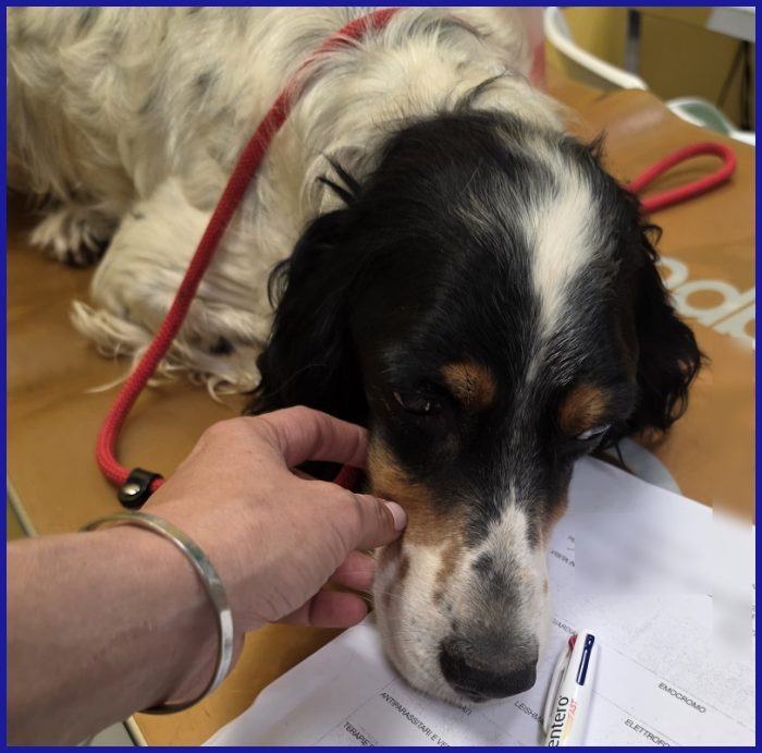 TEOBALDO, SIMIL SETTER 4 ANNI, UN SIGNORE DI ALTRI TEMPI CHE SOGNA UN DIVANO! - media 4