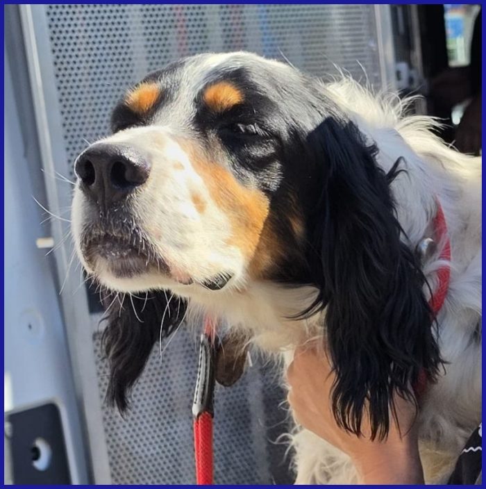 TEOBALDO, SIMIL SETTER 4 ANNI, UN SIGNORE DI ALTRI TEMPI CHE SOGNA UN DIVANO!