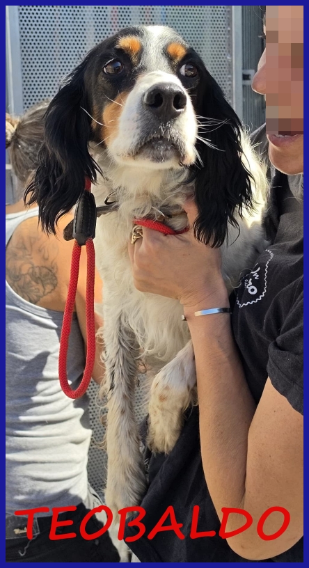 TEOBALDO, SIMIL SETTER 4 ANNI, UN SIGNORE DI ALTRI TEMPI CHE SOGNA UN DIVANO!