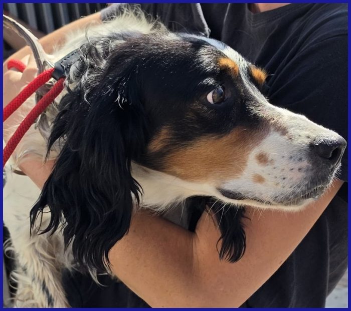 TEOBALDO, SIMIL SETTER 4 ANNI, UN SIGNORE DI ALTRI TEMPI CHE SOGNA UN DIVANO! - media 5