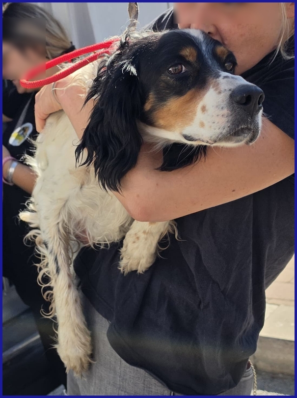 TEOBALDO, SIMIL SETTER 4 ANNI, UN SIGNORE DI ALTRI TEMPI CHE SOGNA UN DIVANO!