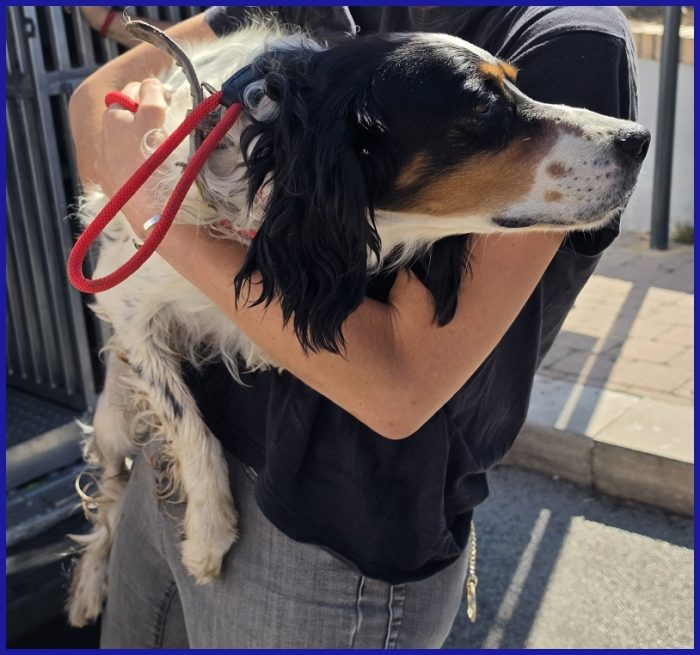 TEOBALDO, SIMIL SETTER 4 ANNI, UN SIGNORE DI ALTRI TEMPI CHE SOGNA UN DIVANO! - media 6