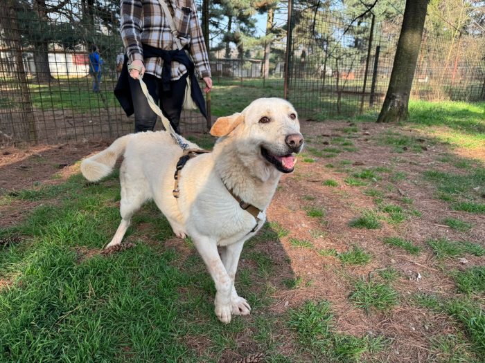 Easy, una labrador color miele