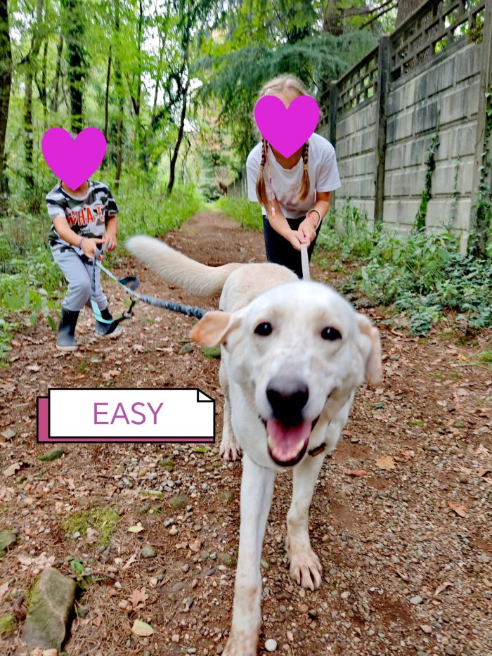 Easy, una labrador color miele - media 10
