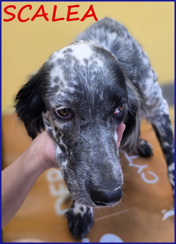 SCALEA SIMIL SETTER 5 ANNI E MEZZO, SPLENDIDA REGINA IN CERCA DI UN REGNO!