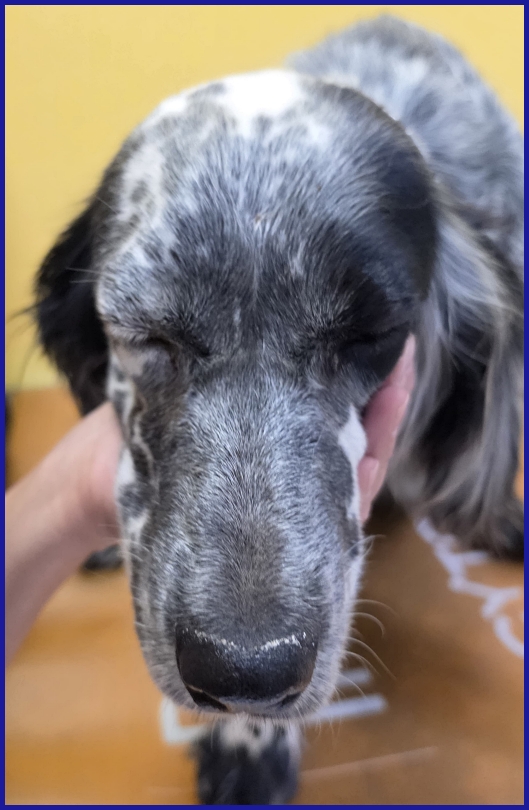 SCALEA SIMIL SETTER 5 ANNI E MEZZO, SPLENDIDA REGINA IN CERCA DI UN REGNO!