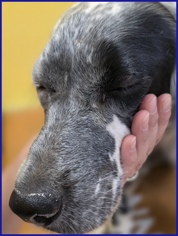 SCALEA SIMIL SETTER 5 ANNI E MEZZO, SPLENDIDA REGINA IN CERCA DI UN REGNO!
