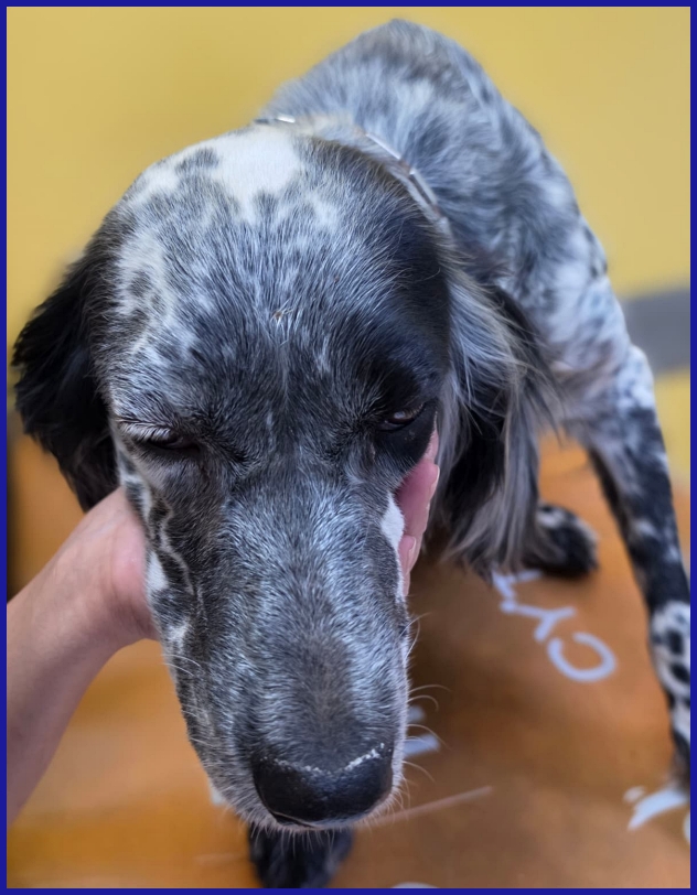 SCALEA SIMIL SETTER 5 ANNI E MEZZO, SPLENDIDA REGINA IN CERCA DI UN REGNO! - media 4