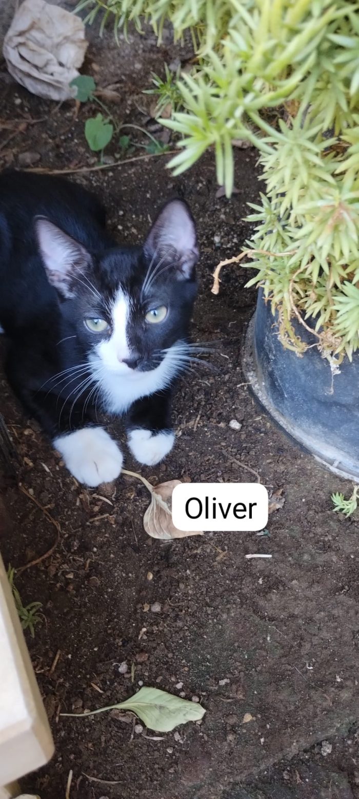 Dolcissimi Spritz e Oliver