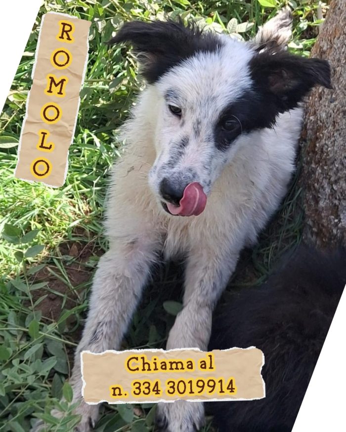 Romolo 5 mesi dolcissimo
