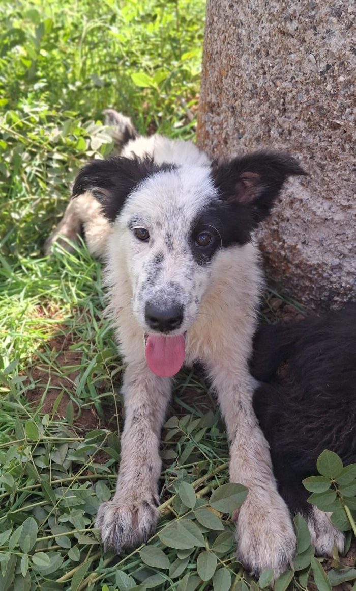Romolo 5 mesi dolcissimo