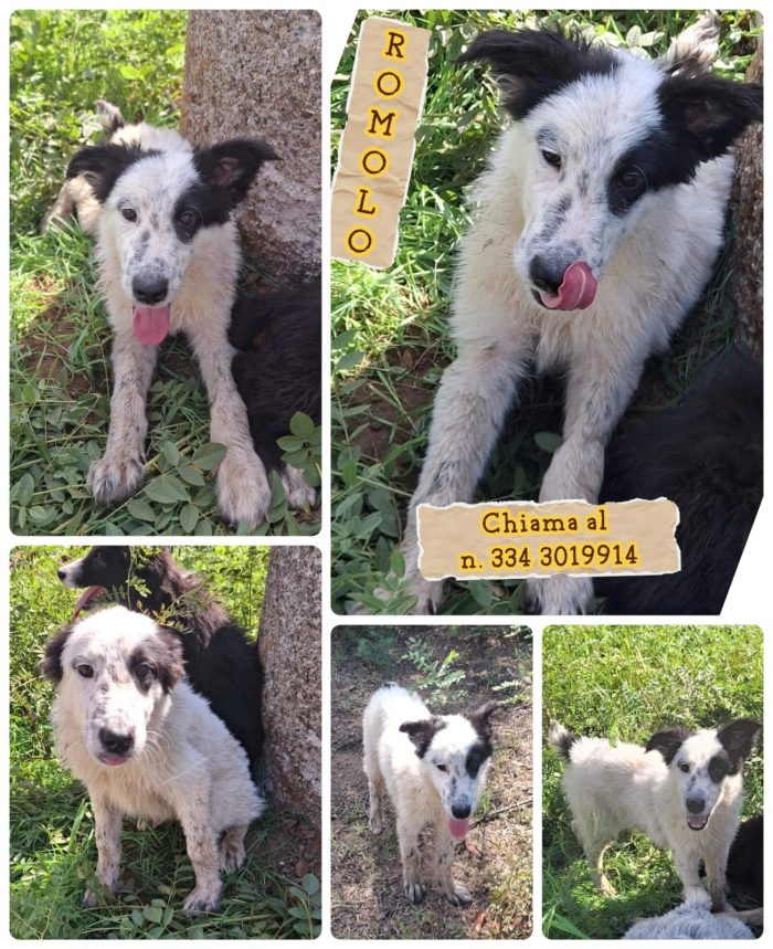 Romolo 5 mesi dolcissimo