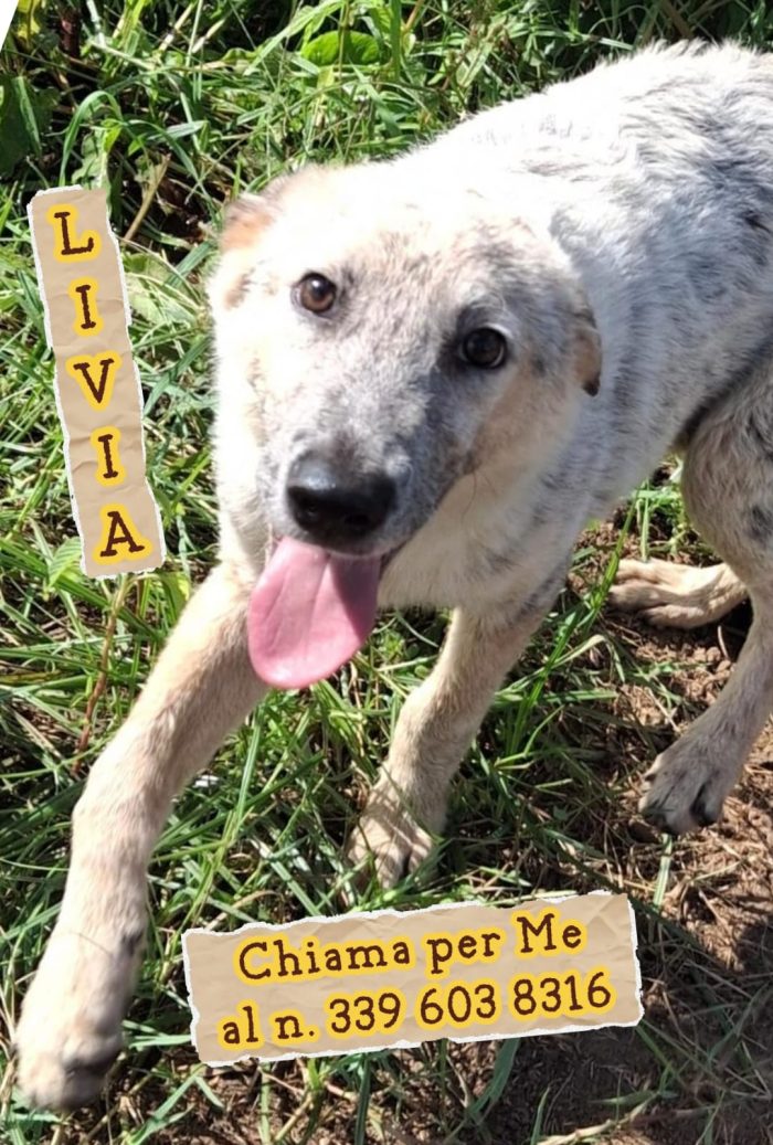 Livia un musetto così chi lo lascia!