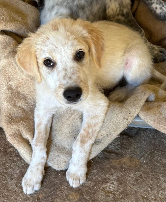 Kay, 4 mesi mix maremmano / setter