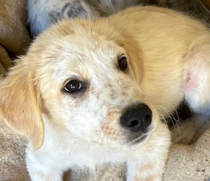 Kay, 4 mesi mix maremmano / setter
