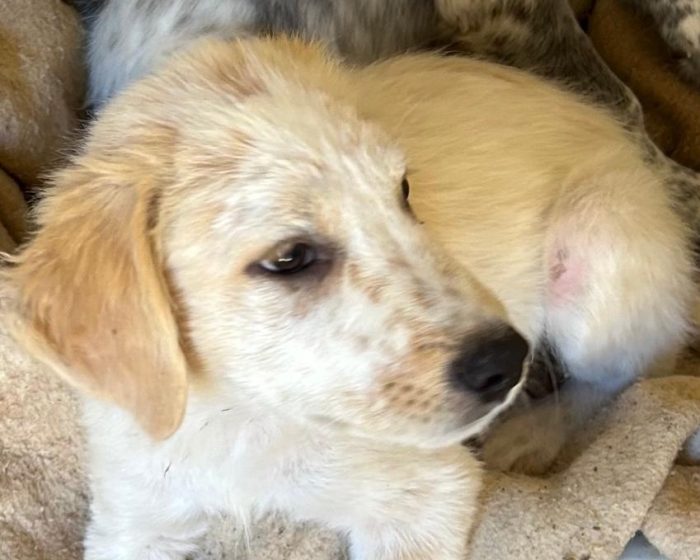 Kay, 4 mesi mix maremmano / setter