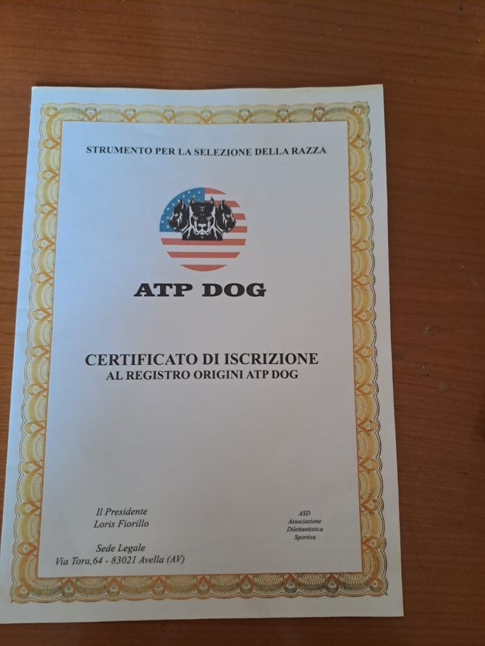 Tyson Pitbull maschio colore mantello blue fawn taglia media pelo corto nato il 03/09/2022..