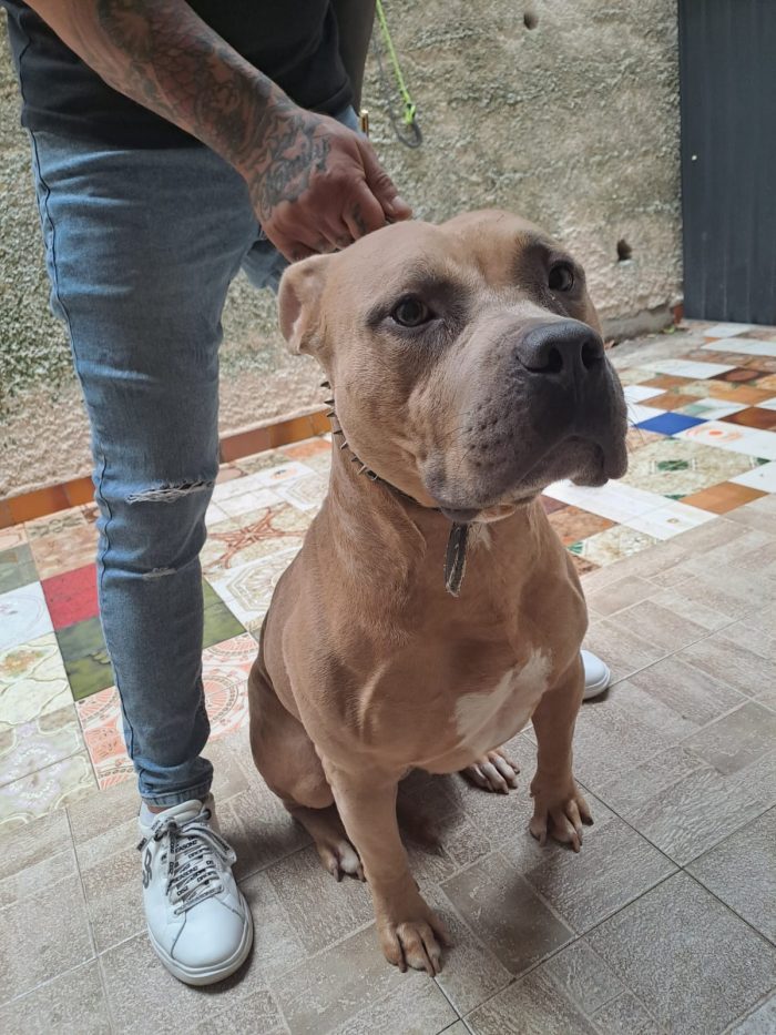 Tyson Pitbull maschio colore mantello blue fawn taglia media pelo corto nato il 03/09/2022..
