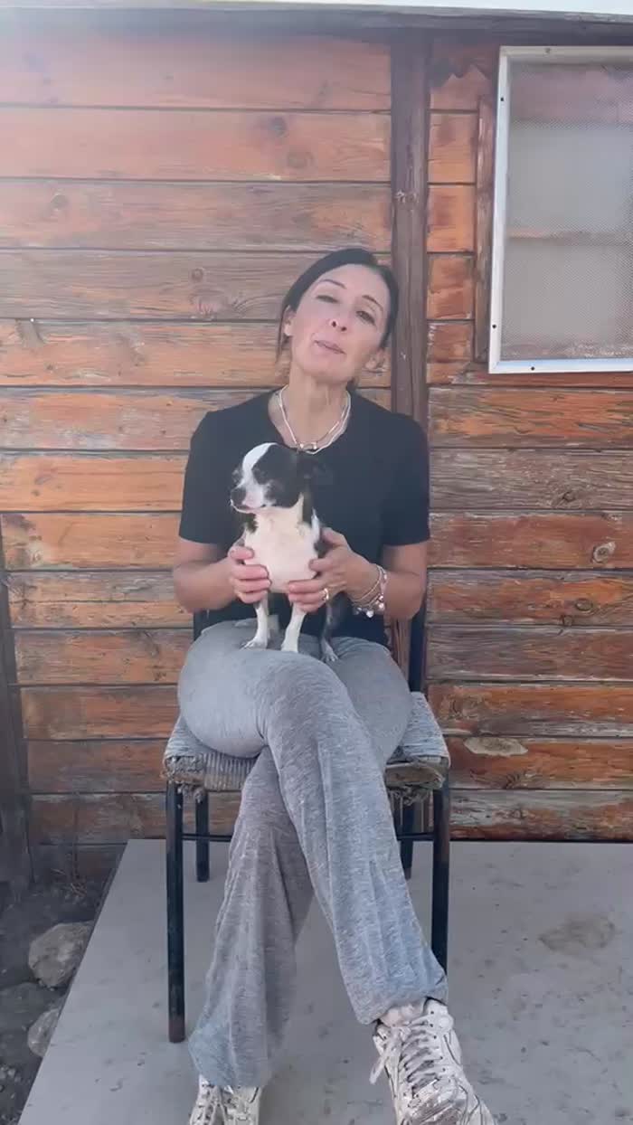 Ektor chihuahua cerca casa
