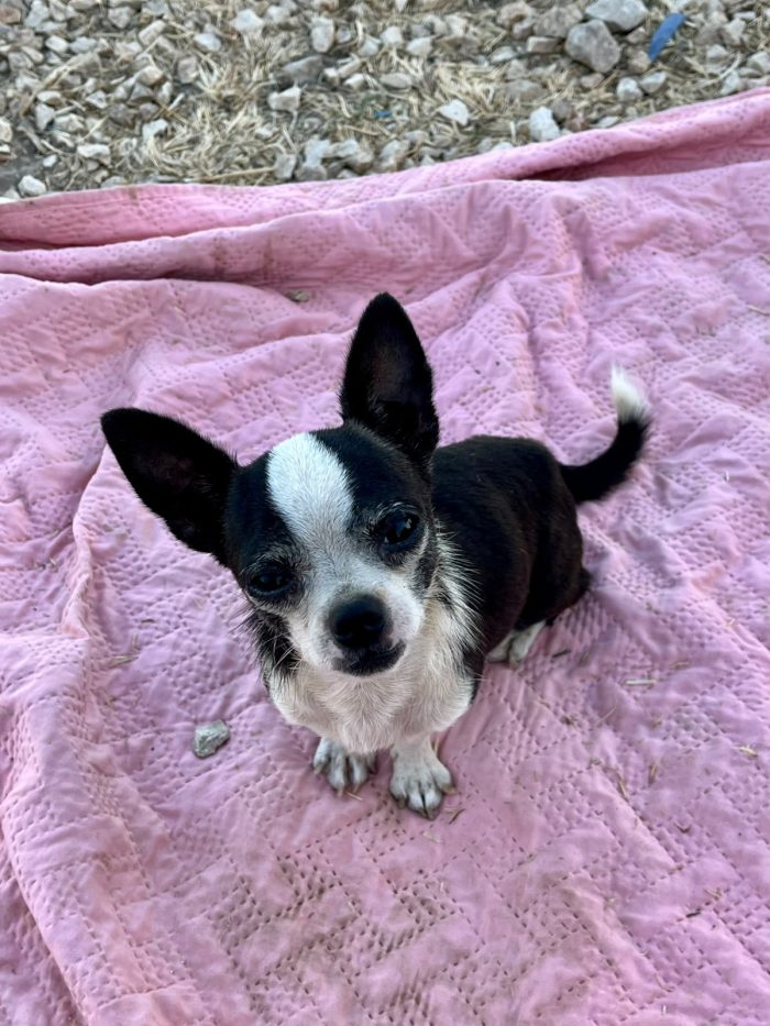 Ektor chihuahua cerca casa