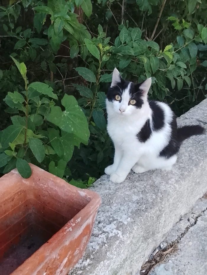 Pippo, gattino di 4-5 mesi