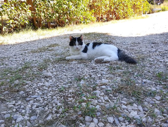 Pippo, gattino di 4-5 mesi