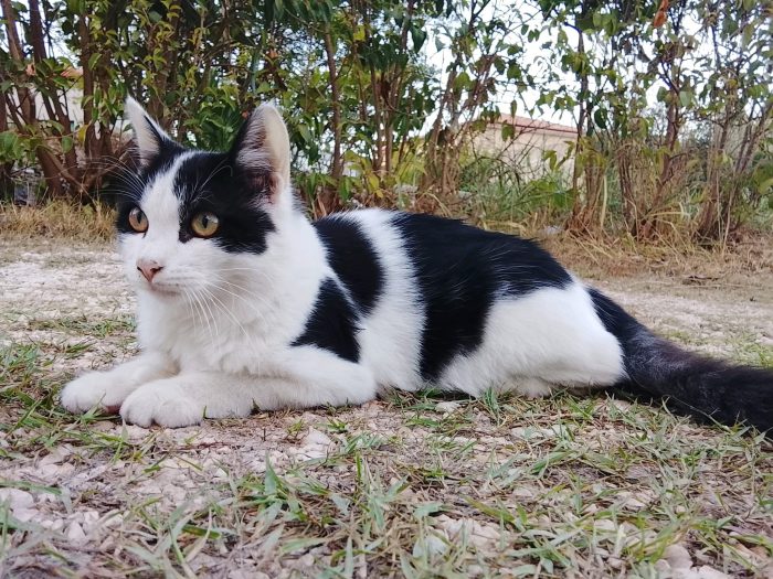 Pippo, gattino di 4-5 mesi