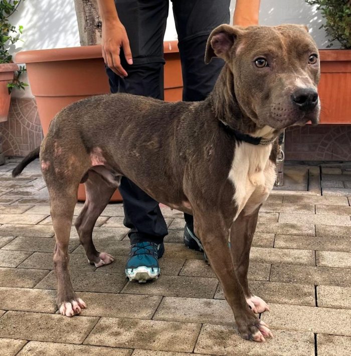 TAYSON PIT CERCA FAMIGLIA ESPERTA