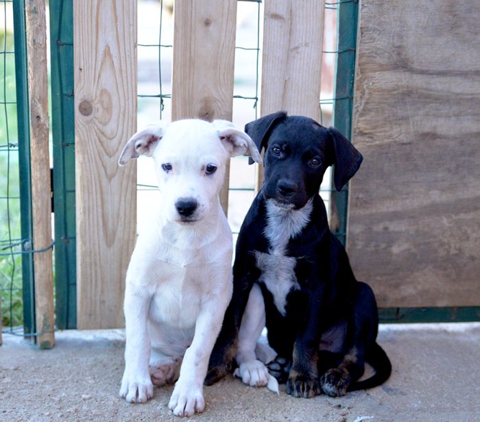 Milo e Ricky, splendidi cuccioli cercano adozione