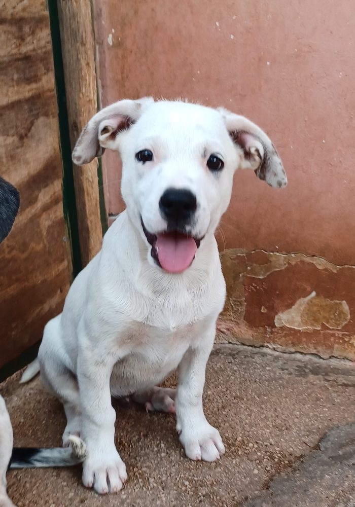 Milo e Ricky, splendidi cuccioli cercano adozione - media 4
