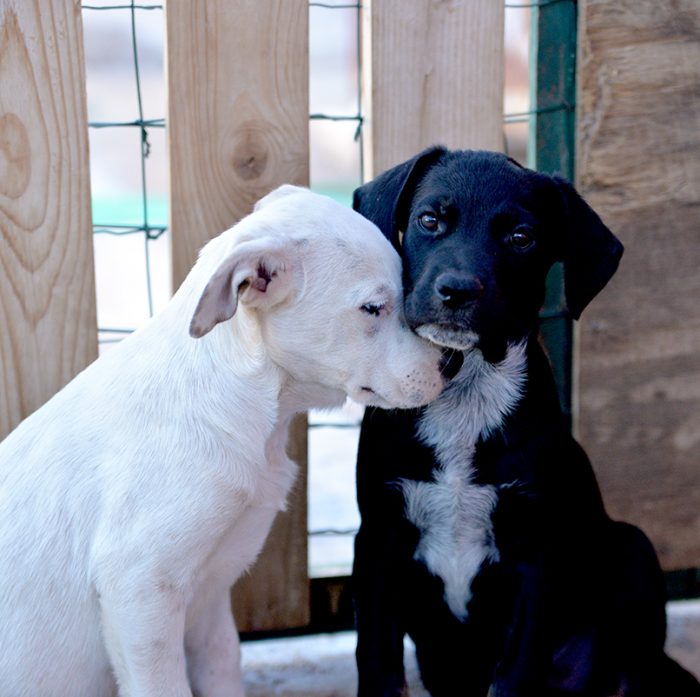 Milo e Ricky, splendidi cuccioli cercano adozione