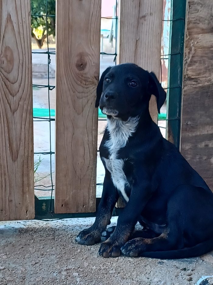 Milo e Ricky, splendidi cuccioli cercano adozione