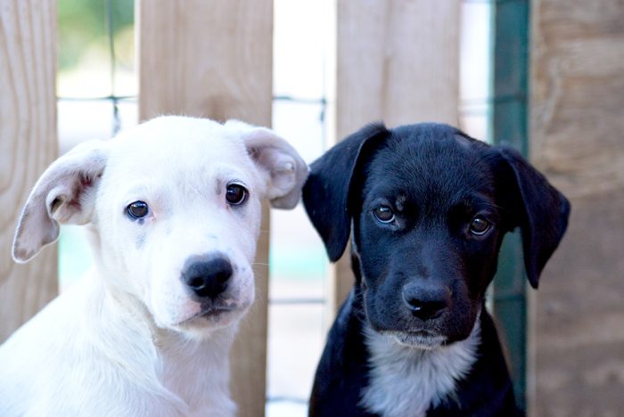 Milo e Ricky, splendidi cuccioli cercano adozione - media 5
