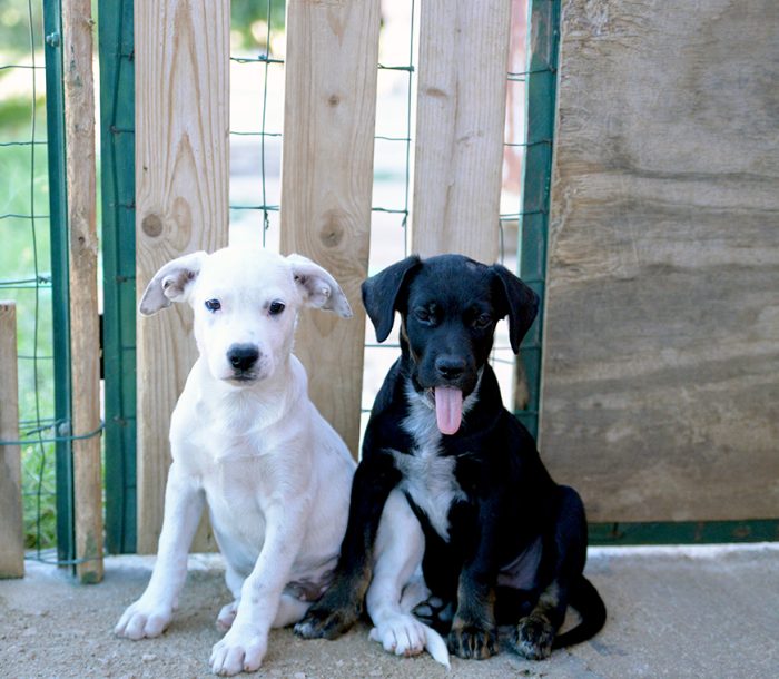 Milo e Ricky, splendidi cuccioli cercano adozione - media 7