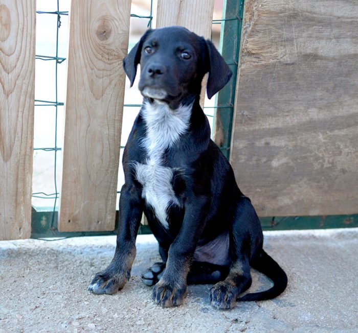 Milo e Ricky, splendidi cuccioli cercano adozione - media 8
