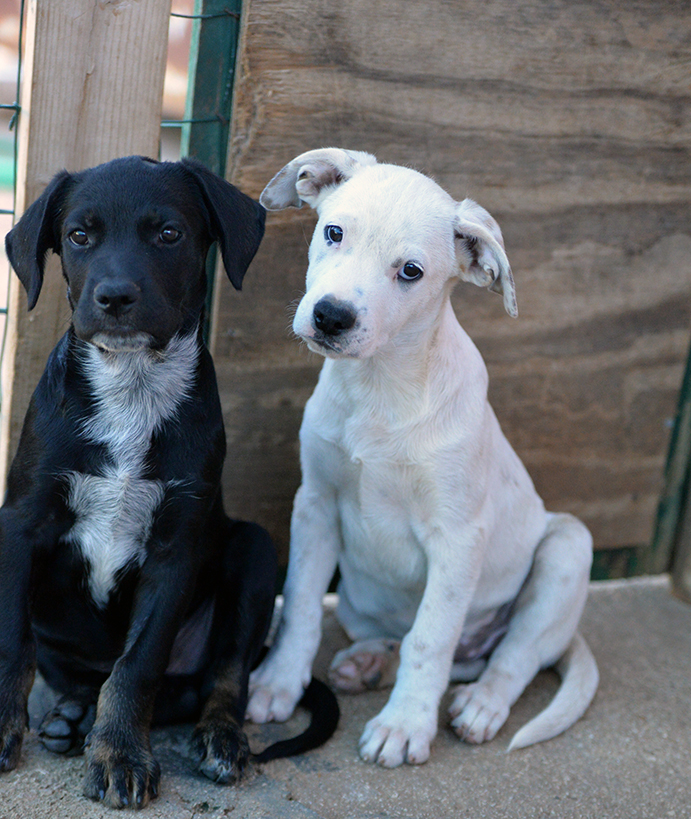 Milo e Ricky, splendidi cuccioli cercano adozione - media 6