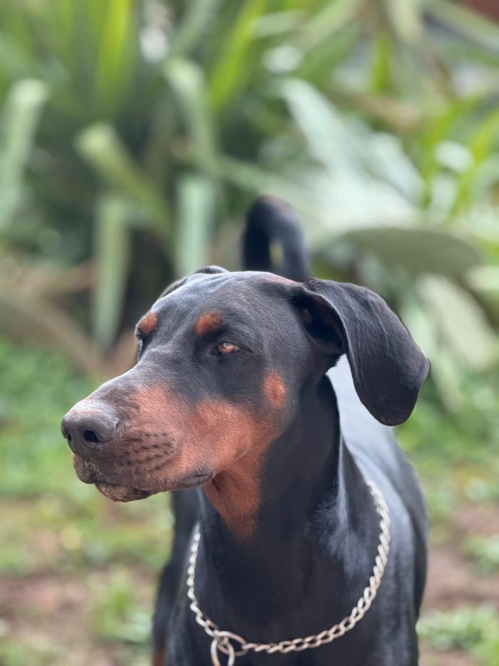 Cerco dobermann veneto