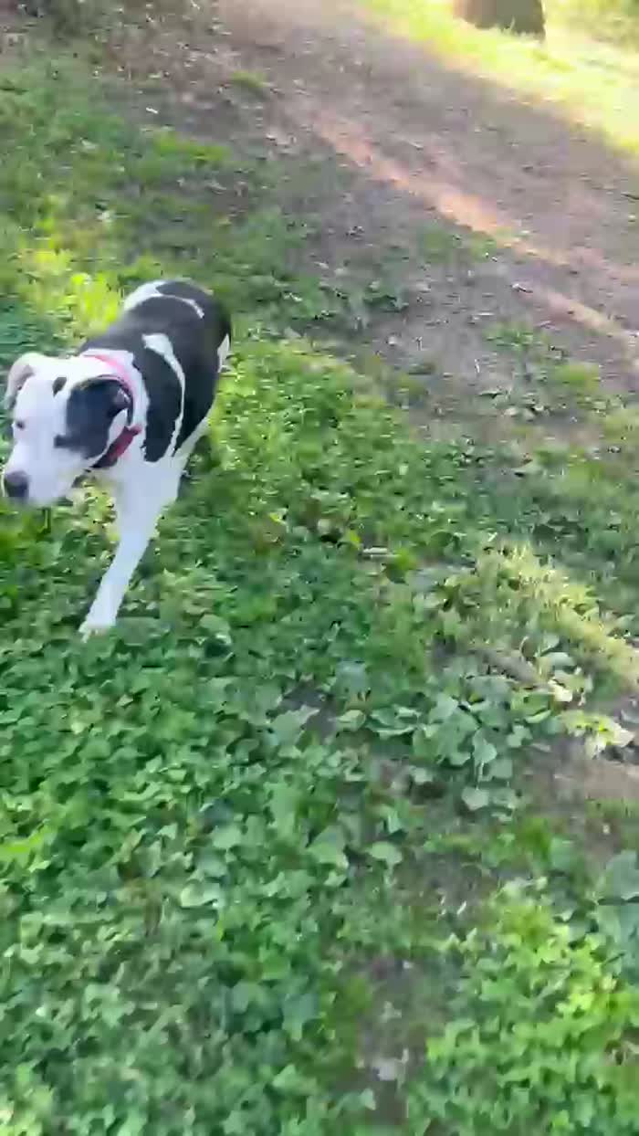 Amstaff 10anni,buona coi gatti ed altri animali..MILANO SOS