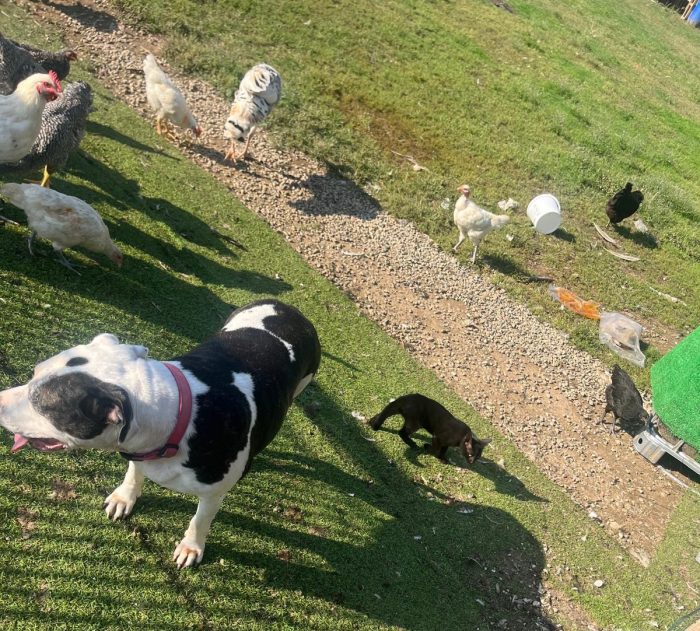 Amstaff 10anni,buona coi gatti ed altri animali..MILANO SOS