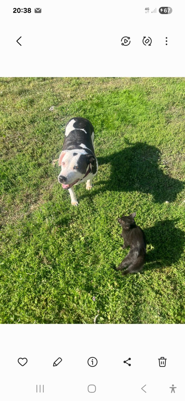 Amstaff 10anni,buona coi gatti ed altri animali..MILANO SOS
