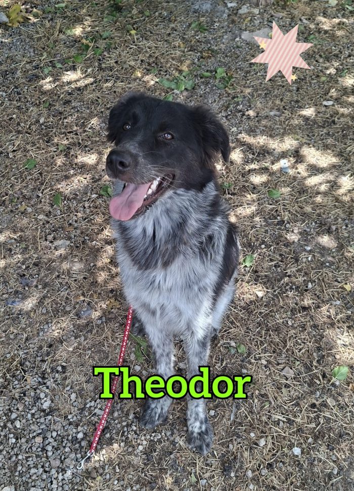 Theodor, dolce cane di 1 anno