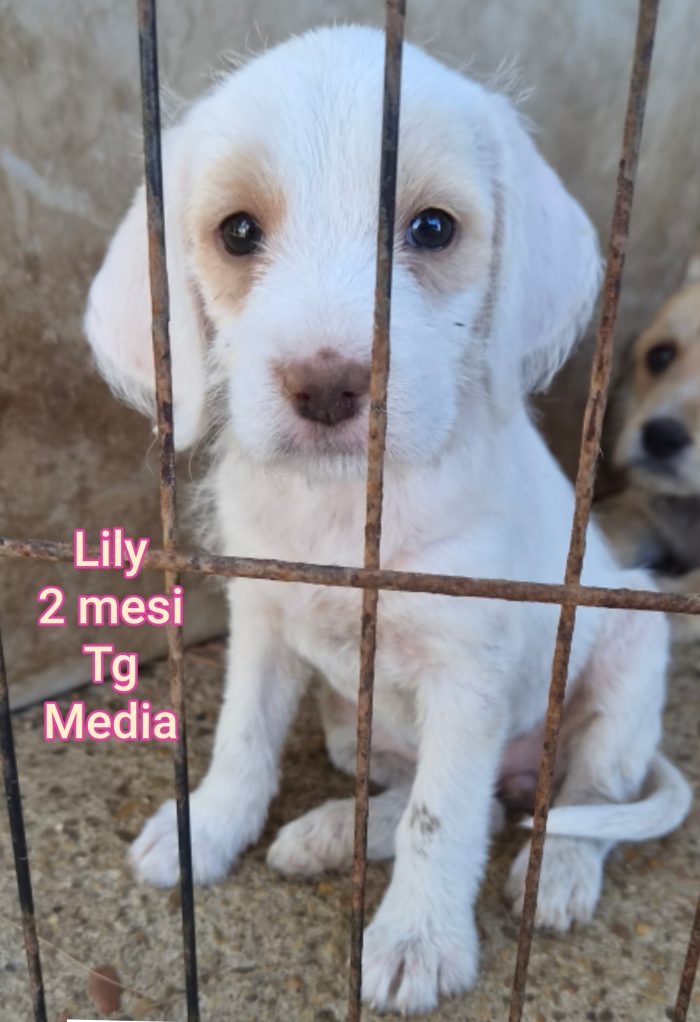 Stupendi cuccioli in rifugio - media 7