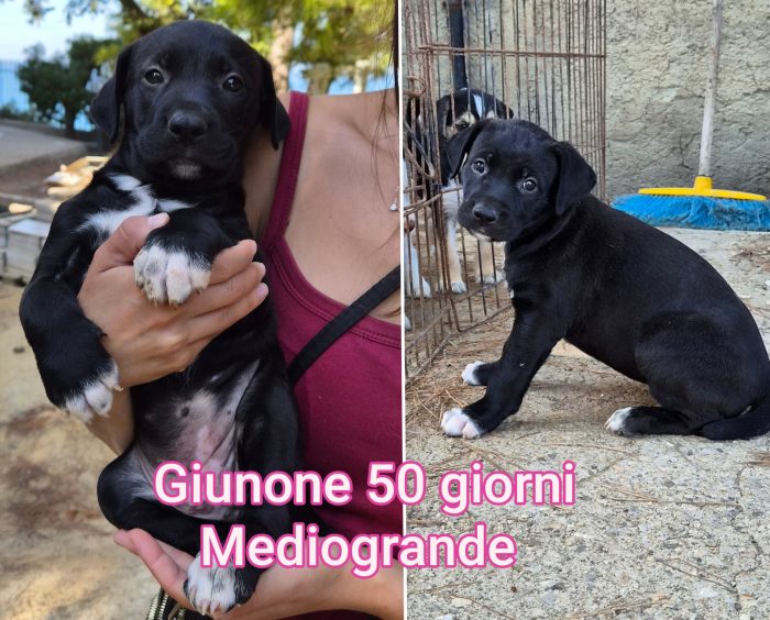 2 mesi: superteneri cuccioli
