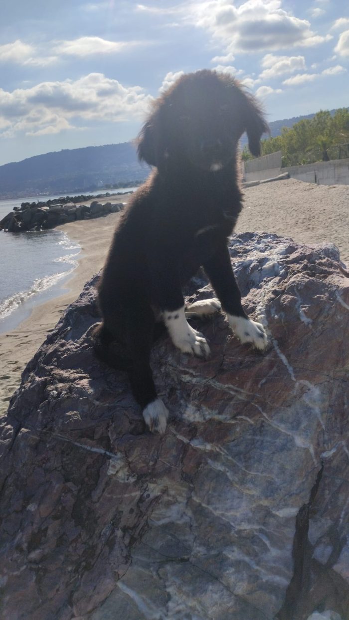 🩵CUCCIOLO AKIRA CERCA LA SUA FAMIGLIA 🏠 - media 8
